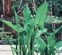 Arrow Arum Shallow Water Pond Plant (uncategorized)