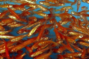 Rose Red Minnows - Bulk Quantities